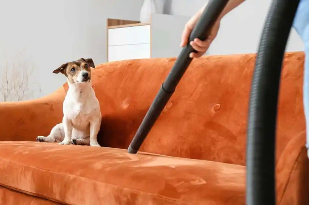 Pet Hair Removal